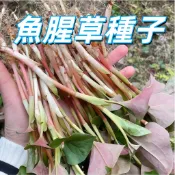 【魚腥草種子】折耳根種子 蕺菜種子 台灣現貨 居家盆栽 香草植物 有機種植 食用魚腥草 新鮮種子 新手易種植