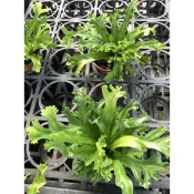 魚尾  山蘇 ｜3吋盆～🐠室內空氣淨化蕨類植物⋯
