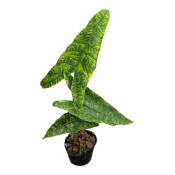 開心農元-觀葉植物- 網紋斑馬觀音蓮 Alocasia zebrina ''Reticulata'' 斑馬觀音蓮