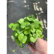 金錢 薄荷｜3吋盆～多年生草本｜食用香草植物⋯