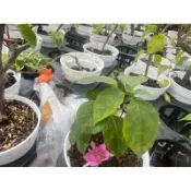 九重葛-重瓣粉(4寸盆整盆出售非枝條)每盆含盆及介質，寄送會局部掉花掉葉，末端枝葉會配合店到店箱子少許修剪才出貨