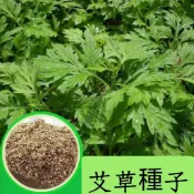森禾|夏天驅蚊草🔥艾草種子🍓野生艾草種子 驅蚊植物種子 四季種植 藥用艾草種子 艾草香包 多年生 循環生長 泡腳艾草