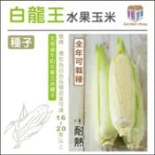白龍王水果玉米種子(北海道牛奶水果玉米) -中包裝-園藝倉庫