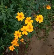 芳香萬壽菊壓縮檔