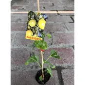 黃金甜 百香果｜3苗植袋～嫁接果苗⋯