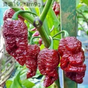 現貨🌶️【巧克力 幽靈傑米 辣椒種子】🌶️新種上市 （超辣）高度約為100CM  庭院陽台盆栽種 可食用辣椒種子易種植