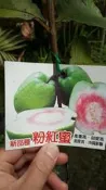 ╭＊田尾玫瑰園＊╯水果苗(粉紅蜜芭)50cm450元