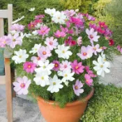 🌼【矮桿波斯菊花種子】撒種30天開成彩虹花海/耐熱耐旱不挑土/陽台盆栽輕鬆成球/發芽率〉95%不覆土也活/生長快速花期長
