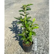 田尾玫瑰園 l 平戶杜鵑、大葉杜鵑、錦繡杜鵑【3.5吋黑軟盆 高度約30cm】行道樹 工程用樹 分隔島美化植物 圍籬植物