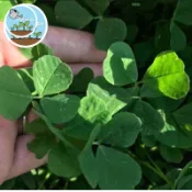 現貨熱銷🔥 紫花苜蓿種子 綠肥/覆蓋作物首選 固氮改良土壤 飼料牧草 寵物兔子天竺鼠最愛 易種植 家庭農場必備