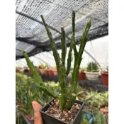 多莉🌸多肉「 木古龍蘿藦」