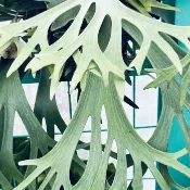 白鹿鹿角蕨 經典款 2吋盆 組培苗 蕨類植物 鹿角蕨上板 觀葉植物 上板植物【阿金的便秘花園】