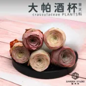 🌵✧植得栽✦【大帕酒杯】山地玫瑰/景天科/韓國多肉/山玫/多肉植物/多肉/韓國進口多肉/植栽/植物/園藝