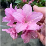 玫瑰皇后（西洋杜鵑）