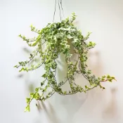 植物空間 班葉常春藤6寸吊盆 黃斑葉常春藤 觀葉植物 家居植物 室內植物 淨化空氣