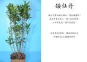 心栽花坊-矮仙丹/小品/3吋/綠籬植物/綠化環境/開花植物/特售25