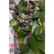 蝴蝶蘭~附加保固~ 新手無憂練功組 1.7升級2.5吋苗 一組10棵《蝴蝶蘭苗》⭐️帶盆⭐️帶盆寄出~~