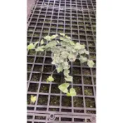 大麥町常春藤 /觀葉植物/室內植物/3吋盆/特價70元