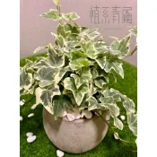 植系青屬-常春藤/爬藤植物/觀葉植物/室內植物/三吋小品(不含水泥盆)