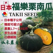城禾農產🍃 日本福樂栗子南瓜種子 12粒 耐白粉病 甜味高 福樂栗子南瓜種子 栗子南瓜種子 日本栗子南瓜種子 南瓜種子