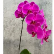 蝴蝶蘭分生苗 Phal. Big Chili 大辣椒