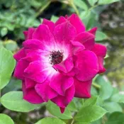 《葡萄冰山》《紫冰山》🈶貨🌟無刺🌟 🌹 玫瑰花盆栽苗 🌹 玫瑰苗 🌹 玫瑰花苗 🌹 玫瑰盆花 🌹玫瑰花🌹