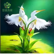 驅蚊植物種子 大花鷺種子 防蚊草種子 香茅種子 薄荷種子 迷迭香種子 台灣常見香草 驅蟲植物 陽台盆栽 天然防蚊 小黑蚊