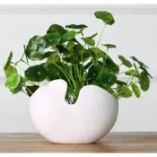 仿真金錢草 假植物 綠色療癒植物 園藝 居家佈置 花店 民宿 客廳 裝飾 過年裝飾 好運 團圓 可愛 銅錢草