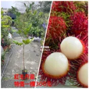 方方  紅毛丹苗4吋盆特價一棵300元地址要6-7年生