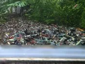 藍金剛水晶蝦、黑金剛水晶蝦、紅金剛水晶蝦【專業級】活餌料