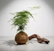文竹 ( 苔球 手作水苔球植物 梔子花 小盼普堤 小葉赤楠 雪茄 鹿角山蘇 火鶴花 虎尾蘭 龜背芋