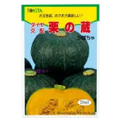 【萌田種子~】K69 北海道栗之藏南瓜種子2顆  栗子南瓜 早生品種~