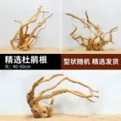 🚀臺灣熱賣🚀天然杜鵑根精品棲根沉木魚缸水草缸雨林缸樹枝樹根造景素材棲根 K4R5