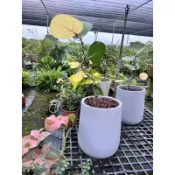 霏霏園藝班葉海葡萄盆栽一棵特價2800元含盆