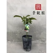 「景龍園」十月紅酪梨嫁接苗、十月紅酪梨苗、酪梨