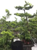 【盛宏園藝】蘭嶼羅漢松︱彎曲造型羅漢松AB19母果︱高度300公分以上(請自取)