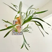 【銀鹿x二叉(白帥帥)】【已上板側芽】🌿鹿角蕨森林🌿