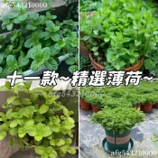 隔日到貨🔥11款~薄荷種子「700粒」食用薄荷 香料種籽 驅蚊防蚊蟲綠植 清香淨化空氣 四季可種植 陽台庭院盆栽香草種子