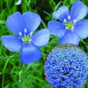 現貨5小時寄出🔥藍花亞麻種子（200粒）藍亞麻 花種子 波斯菊 太陽花種子 四季播種 陽臺盆栽 花卉種子
