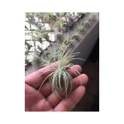 (店+)空氣鳳梨 大白毛 Tillandsia Magnusiana (吊掛起來很美)