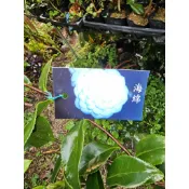 李家果苗 海綿 茶花苗 3吋盆 白色 中輪花 玫瑰花型 高度50公分 單價70元 特價65元