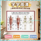 全場免運🉐人體骨骼圖掛圖器官內臟結構圖海報脊柱圖解肌肉分佈解剖掛圖2138