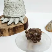 滿礦銅鈦晶龍龜/高度聚財、避邪擋煞之水晶