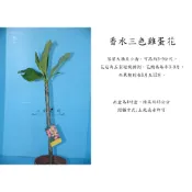 心栽花坊-三色香水雞蛋花/超取過高會裁切/觀花植物/香花植物/綠化植物/特價160