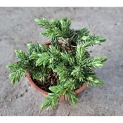 東大興農場 杜松 白鵬杜松 黃金杜松 觀葉植物 觀賞盆栽 松柏植物