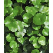 金錢草  (銅錢草、圓幣草、香菇草)3元/株或金錢薄荷
