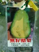 ╭＊田尾玫瑰園＊╯水果苗-(無仔酪梨)4.5吋40cm1400元