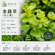 果果水草☘️ 金錢草 真水草 景觀造景 （水上葉）一組6株