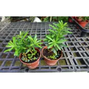 金鑽 羅漢松盆栽 晶鑽  耐看造型盆景盆栽 晶鑽羅漢松、黃金鑽羅漢松 常綠喬木