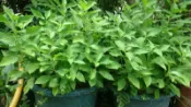 皇毅生物科技 白鶴靈芝(每斤100元)台灣種植